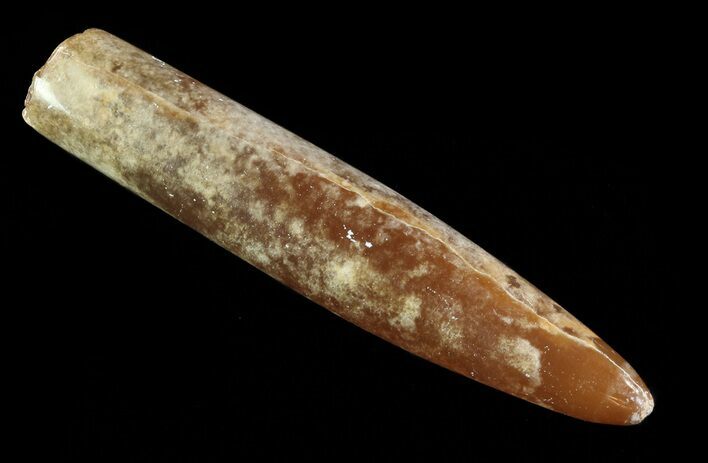 Agatized Belemnite Fossil - Sweden #66253